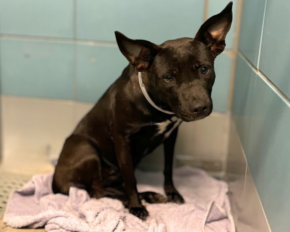 Wilma, a Terrier (mix breed), available for adoption