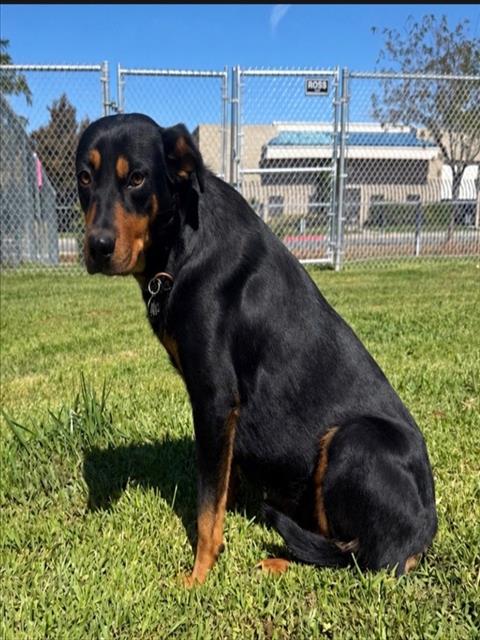 Madonna, a Beauceron (mix breed), available for adoption
