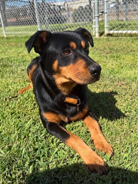 Madonna, a Beauceron (mix breed), available for adoption