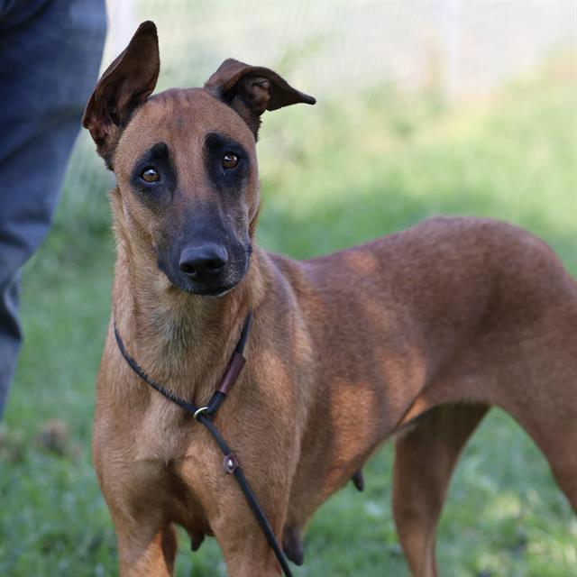 Mable, a Belgian Shepherd Malinois, available for adoption