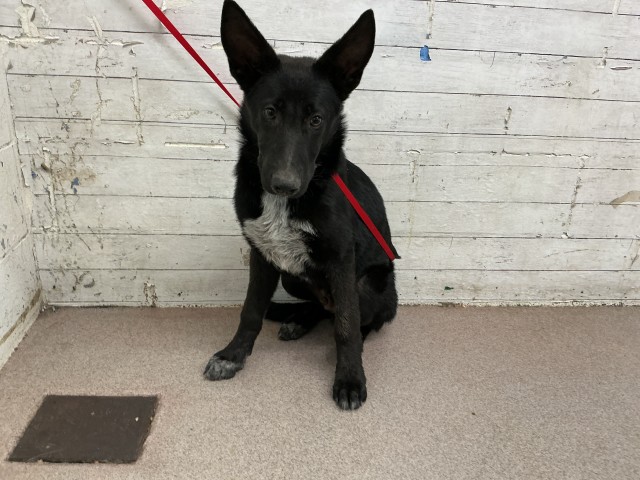 Theodore, a German Shepherd, available for adoption