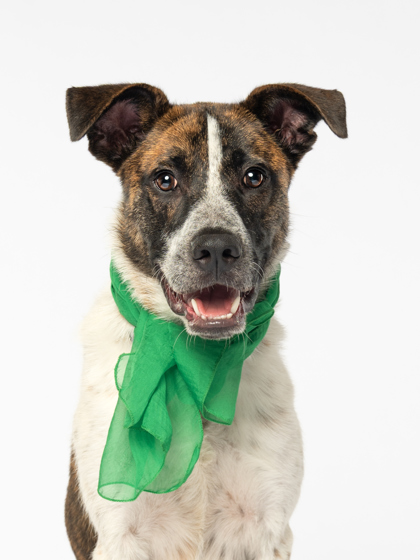 Stellar, a Terrier (mix breed), available for adoption