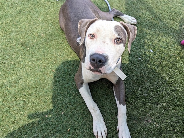 Harmony, a Bullmastiff (mix breed), available for adoption