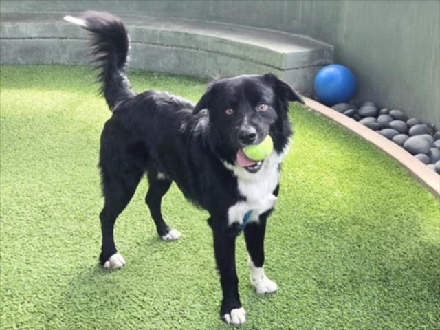 Kommander, a Border Collie, available for adoption