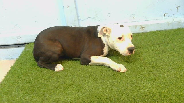 A5801243, a Bullmastiff, available for adoption