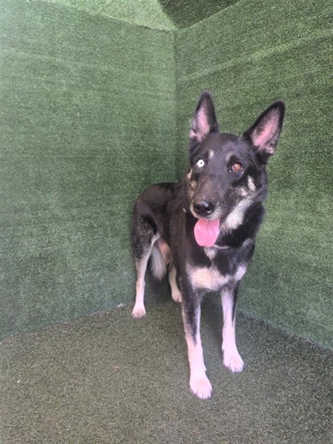 Luna, a German Shepherd, available for adoption