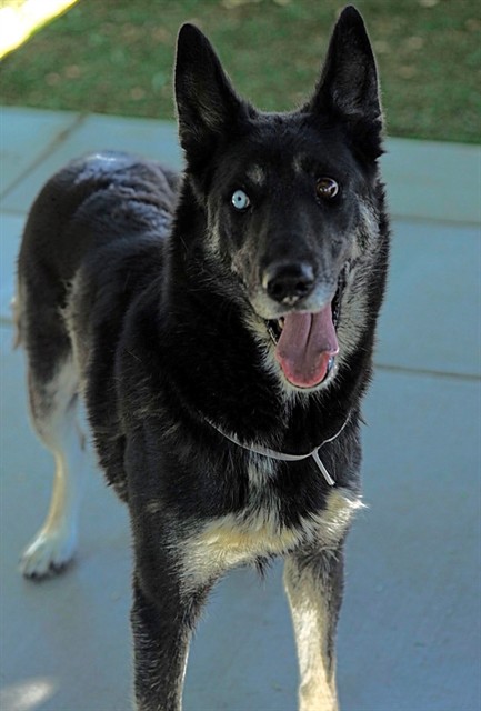 Luna, a German Shepherd, available for adoption
