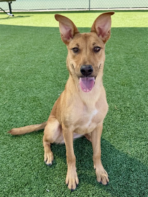 Honey Bun, a German Shepherd, available for adoption