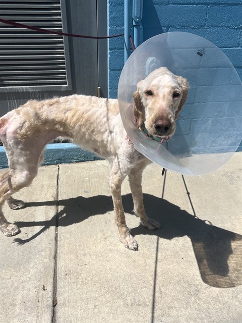 Dolly, a Poodle, available for adoption