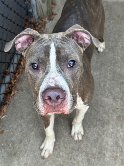 Lunchbox, a Pit Bull Terrier (mix breed), available for adoption