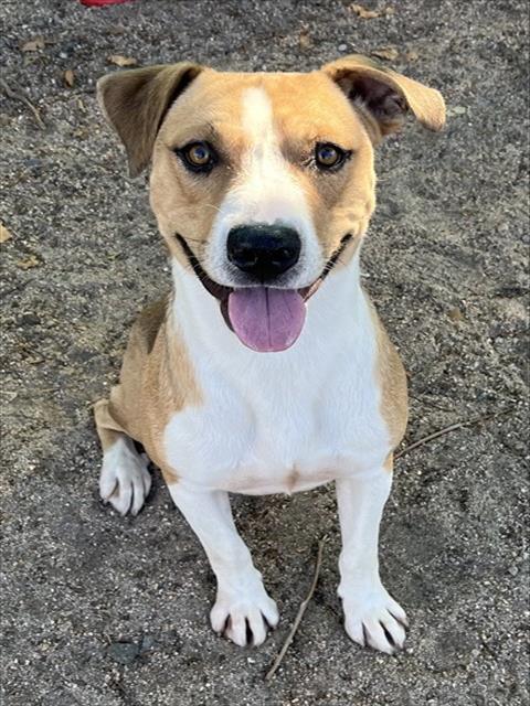 Milo, a Shepherd (mix breed), available for adoption