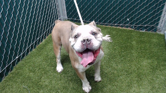 Blu, a American Bulldog, available for adoption