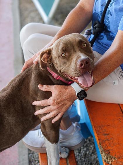 Tallulah, a Pit Bull Terrier, available for adoption
