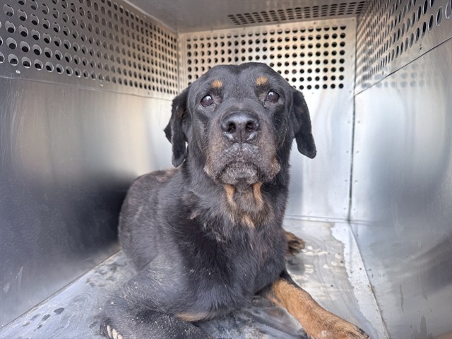 Ada, a Rottweiler (mix breed), available for adoption