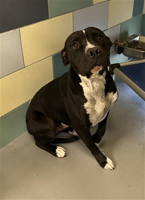 Troubul, a Pit Bull Terrier, available for adoption
