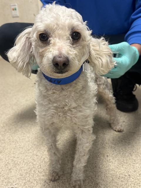 Balloon, a Poodle (mix breed), available for adoption