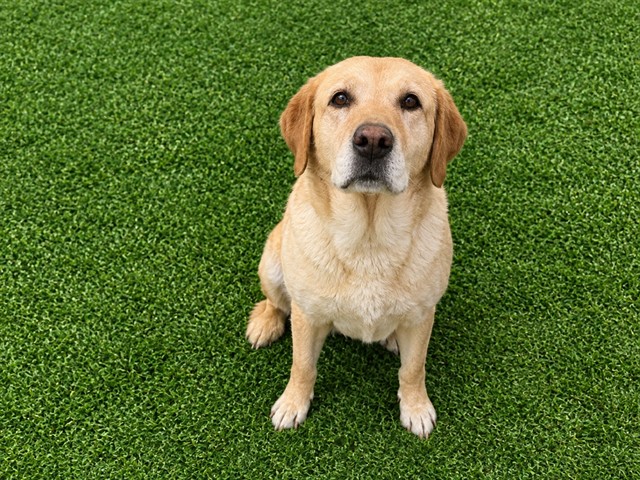 A5803224, a Labrador Retriever, available for adoption