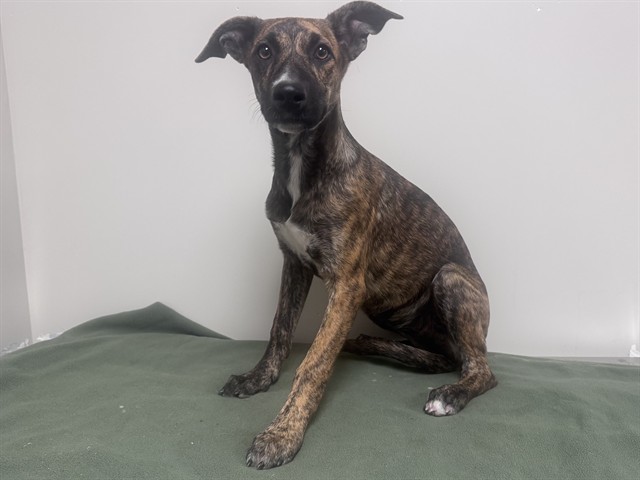 Vivi, a Bullmastiff, available for adoption