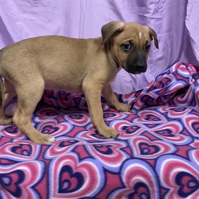 Rolly, a Pit Bull Terrier, available for adoption