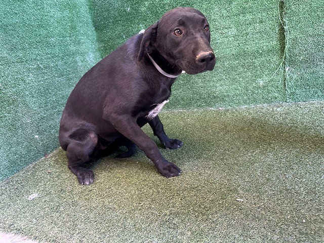 Lily, a Labrador Retriever, available for adoption