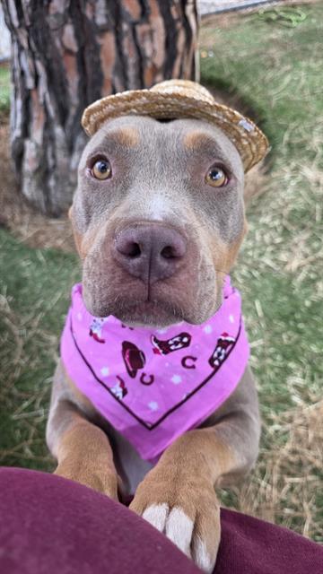 Maggie, a Bullmastiff, available for adoption