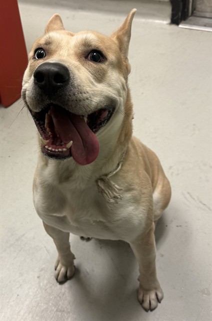 Mikey, a Siberian Husky, available for adoption