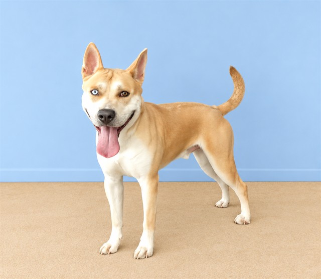 Mikey, a Siberian Husky, available for adoption