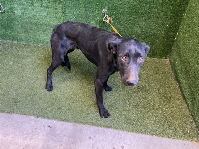 Athena, a Labrador Retriever, available for adoption