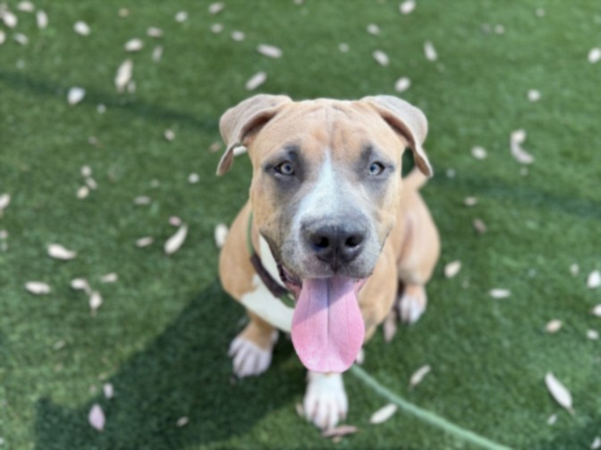 Maxwell, a Pit Bull Terrier, available for adoption