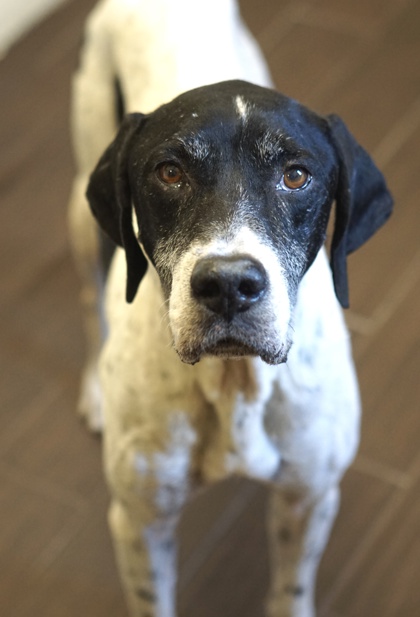 Earl, a Pit Bull Terrier (mix breed), available for adoption