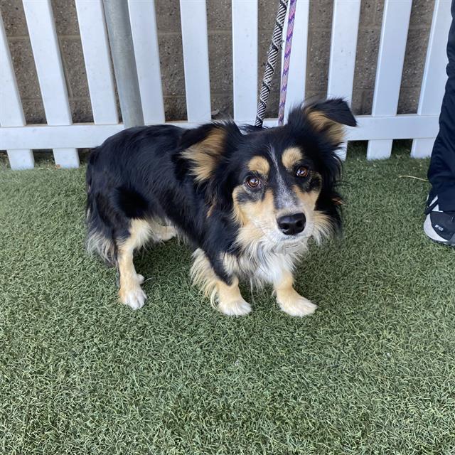 Toby, a Welsh Corgi, available for adoption