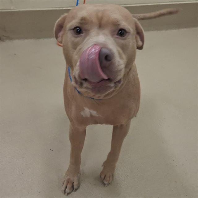 Sandy, a Pit Bull Terrier (mix breed), available for adoption