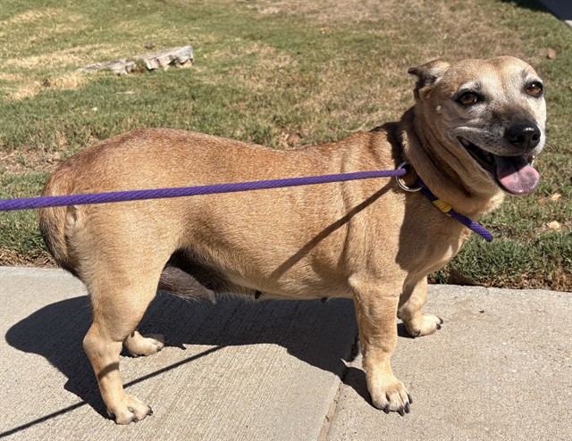 A5806166, a Chihuahua, available for adoption