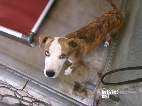 Carrie, a American Staffordshire Terrier (mix breed), available for adoption
