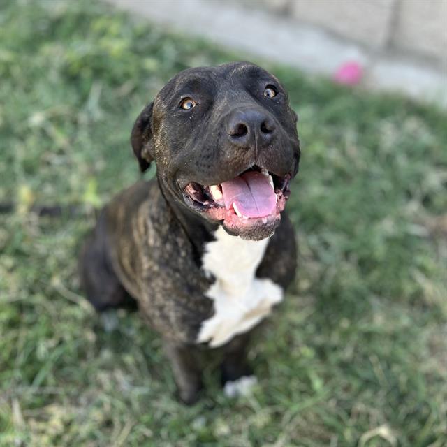 Ace, a Staffordshire Bull Terrier, available for adoption