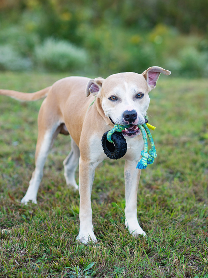 Buzz Lightyear, a Terrier (mix breed), available for adoption