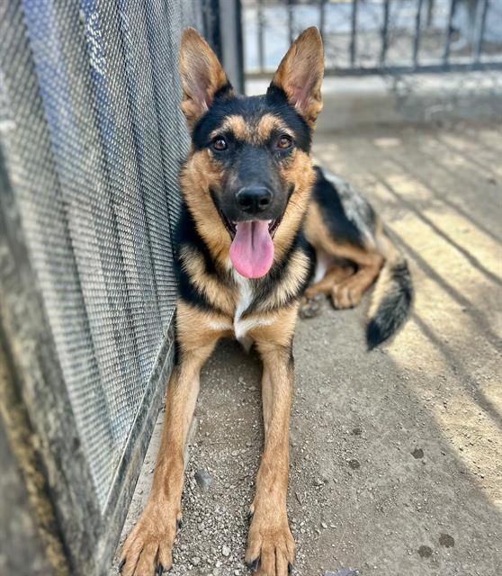 Rooster, a German Shepherd, available for adoption