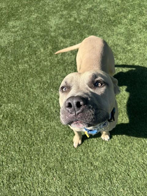 Canelo, a Pit Bull Terrier (mix breed), available for adoption