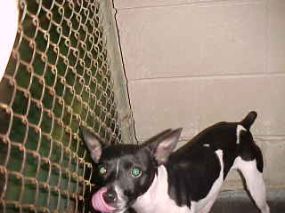 Other Photos of thie Dog
