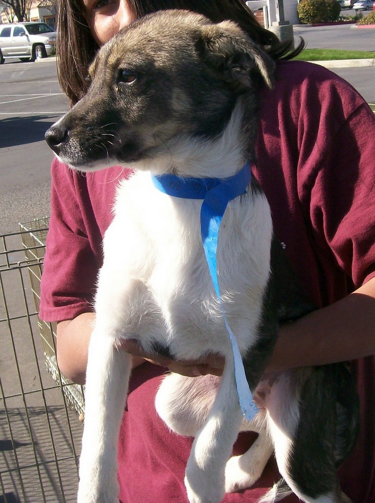 Other Photos of thie Dog