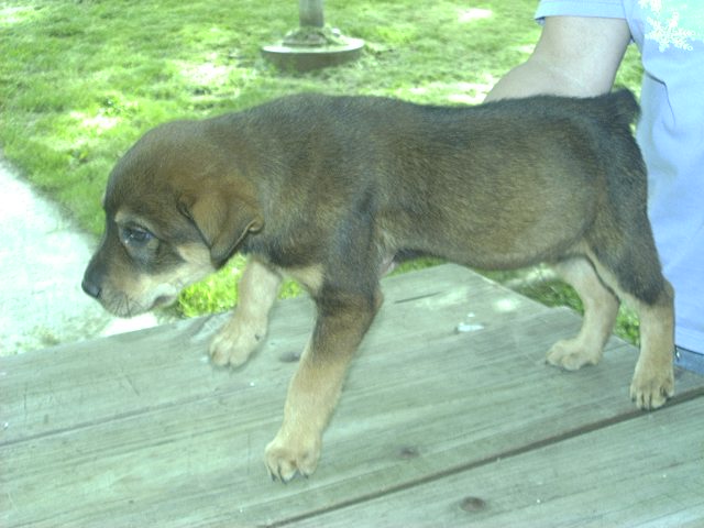 Other Photos of thie Dog