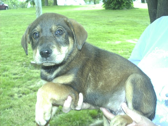Other Photos of thie Dog