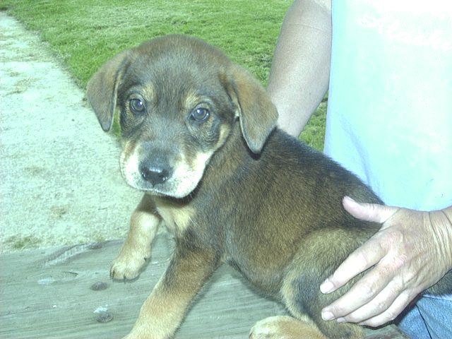 Other Photos of thie Dog
