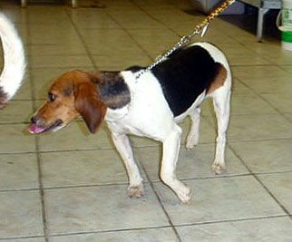 Other Photos of thie Dog