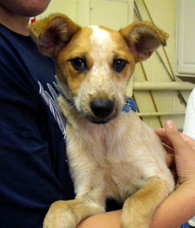Other Photos of thie Dog
