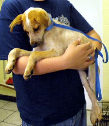 Other Photos of thie Dog
