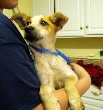 Other Photos of thie Dog