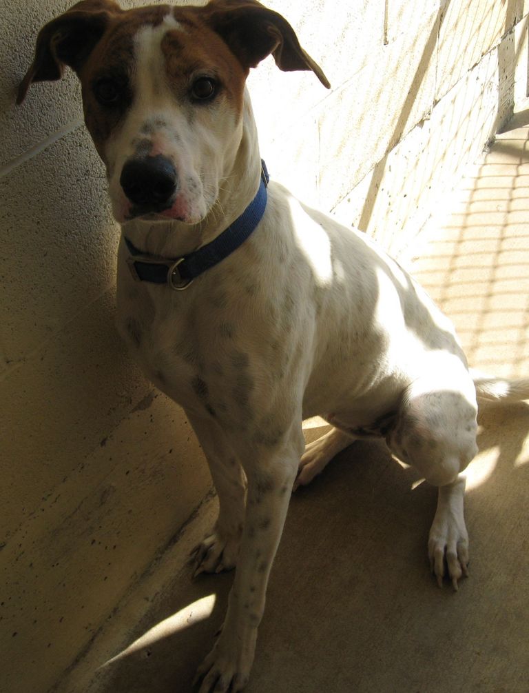 Other Photos of thie Dog