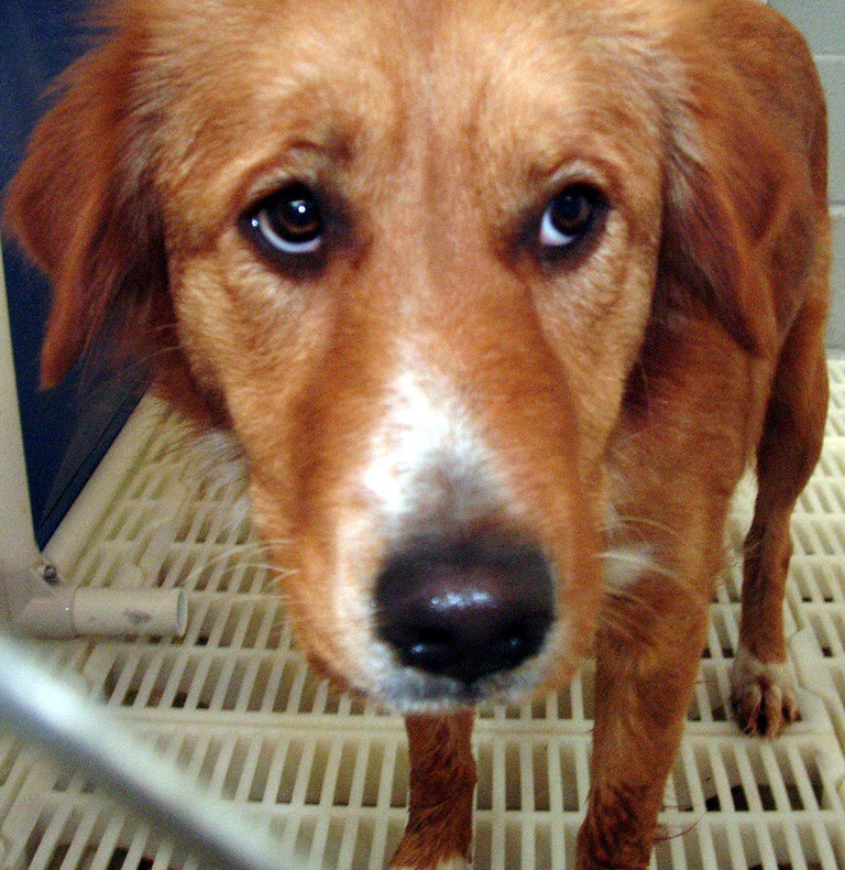 Other Photos of thie Dog