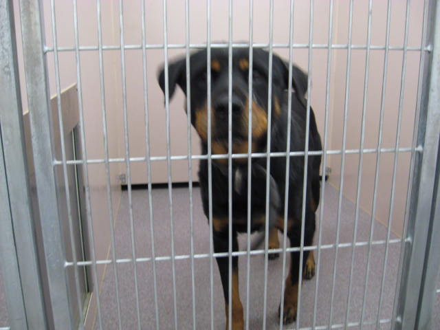 Other Photos of thie Dog